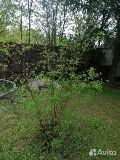 Жасмин Кустарник