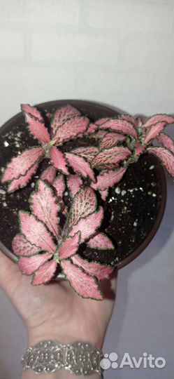 Фиттония красная в горшке 0.75 л