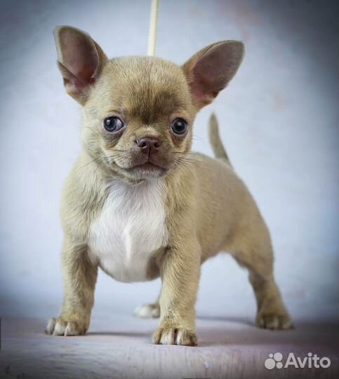 Чихуахуа мальчик