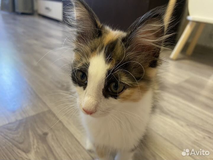 Кошечка в добрые руки