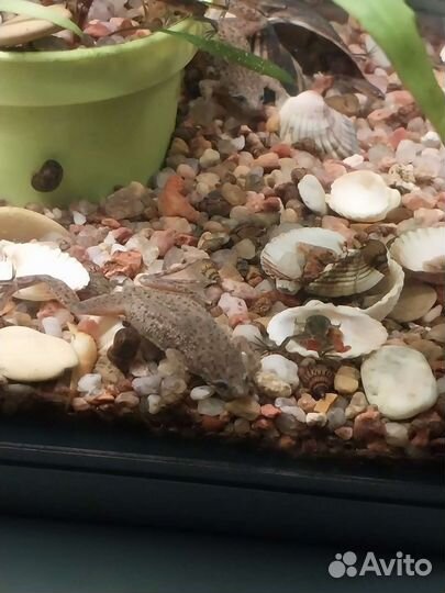 Карликовая лягушка