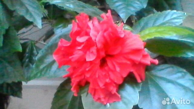 Гибискус (китайский розан), отростки (черенки)