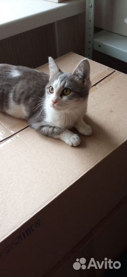 Котенок девочка в добрые руки