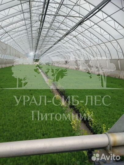 Лиственница Сибирская зкс сеянцы для лесовосстанов