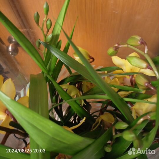 Орхидея цимбидиум