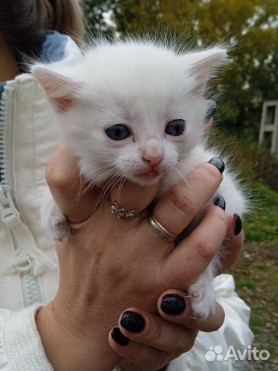 Отдам котят