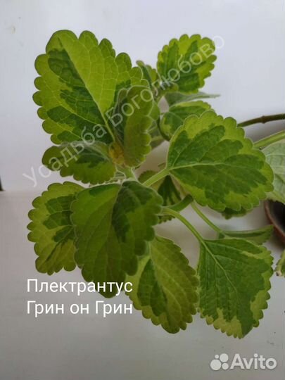 Плектрантусы, много сортов, комнатная мята