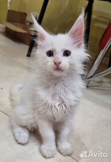 Котята мейн кун
