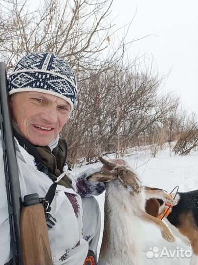 Эстонская гончая щенки