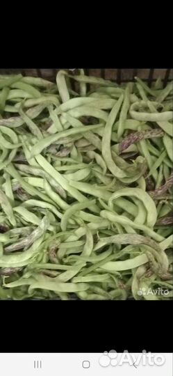 Фасоль (лобио)