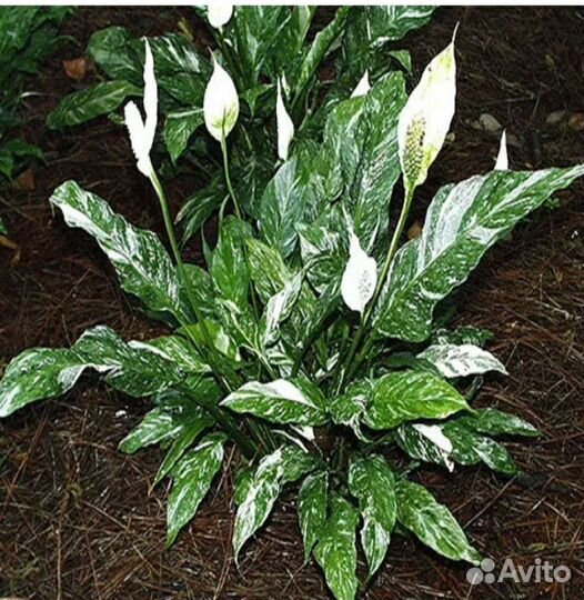 Спатифиллум вариегатный