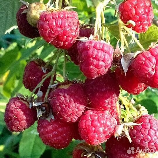 Малина сорт Гусар, саженцы