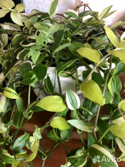 Традесканции 55 сортов