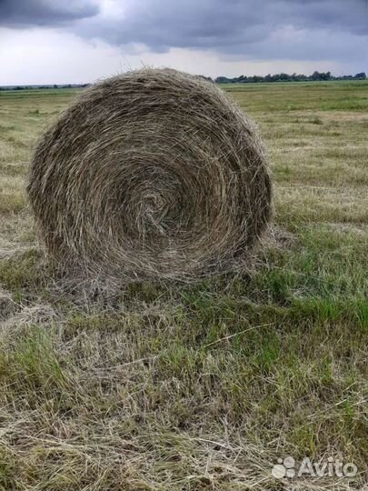 Сено в тюках