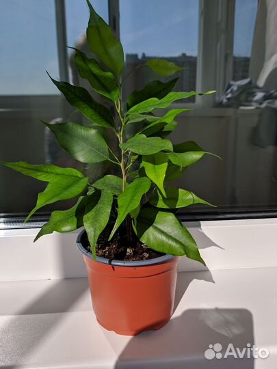 Фикус бенжамина