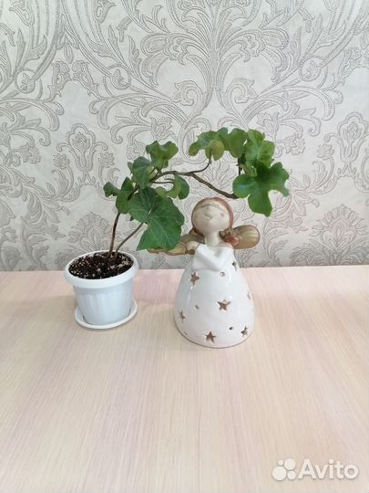 Эпипремнум, хедера, плющ, вьюны