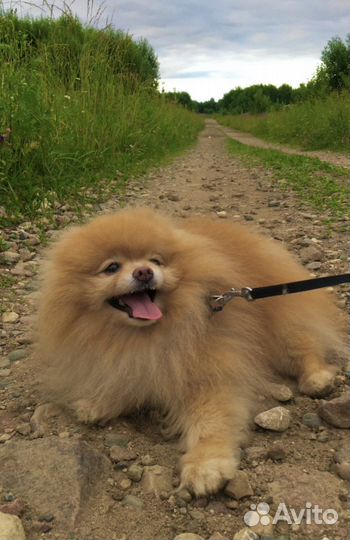 Вязка померанский шпиц