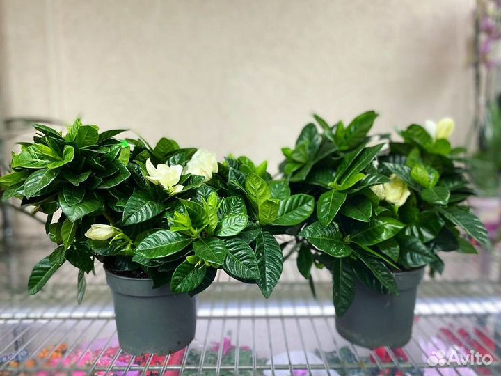 Гардения жасминовидная Gardenia jasminoides 24/13