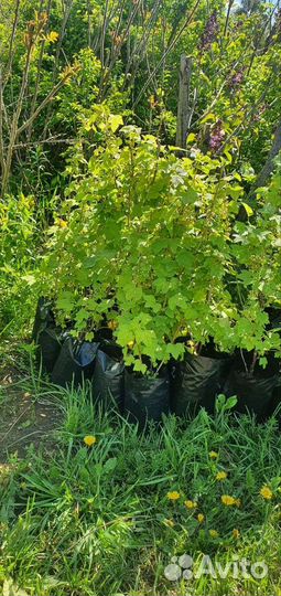 Саженцы Малины,Смородины,голубики, жимолости