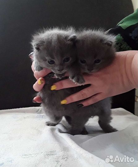 Британские котята