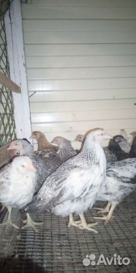 Молодые петушки