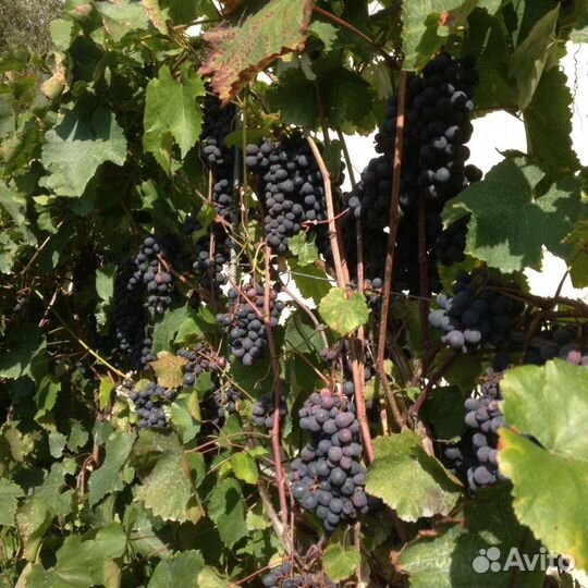 Черенки(чубуки),саженцы виноград агат донской