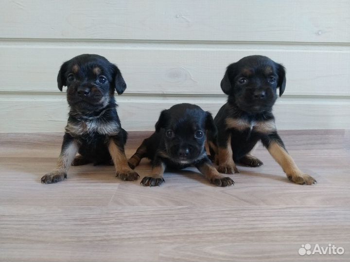 Продам щенков