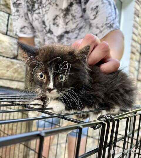 Пушистый котенок девочка в добрые руки