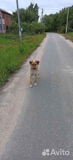 Пес в добрые руки