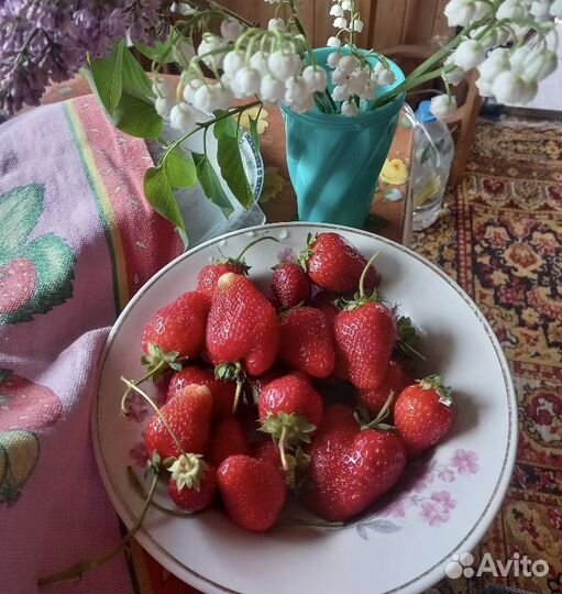 Саженец земляники