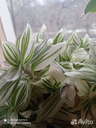 Оксалис, гипоэстес, традесканции, дерево любви