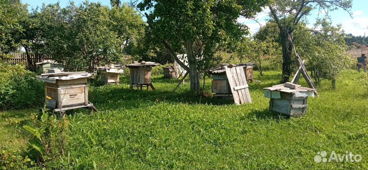 Мед с личной деревенской пасеки