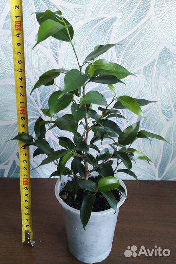 Фикусы сортовые разные