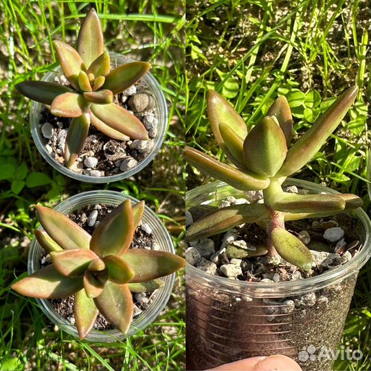 Суккуленты