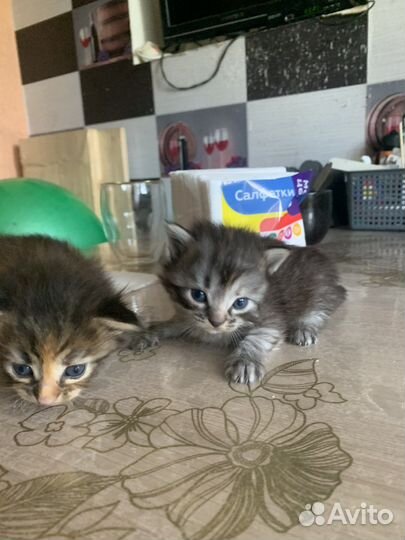Котята в добрые руки даром