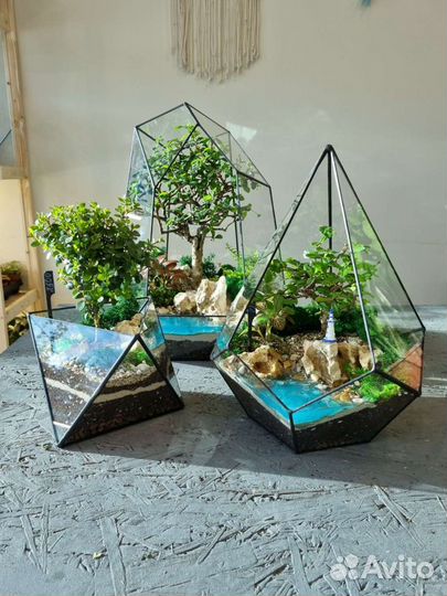 Флорариумы с бонсаями (шоу-рум)