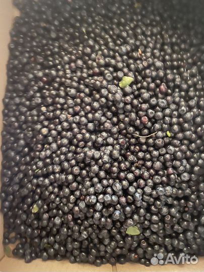 Черника ягода