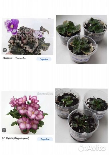 Сортовые фиалки мини