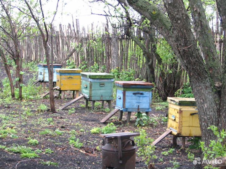 Ульи для пчел