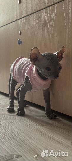 Продам сфинкса