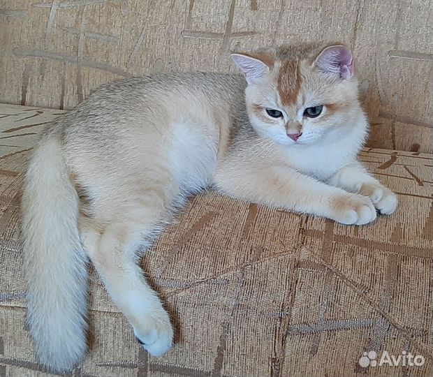 Котята золотая шиншилла ny 12