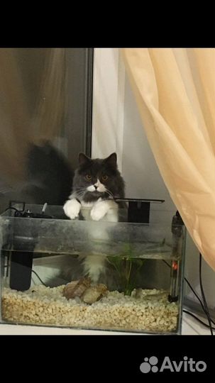 Кошка
