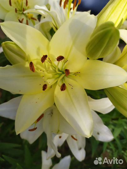 Лилии, сортовые