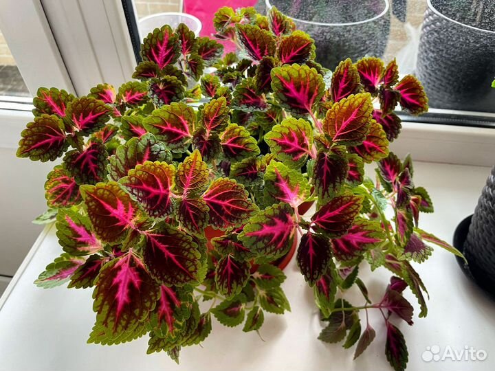 Цветок Колеус, Обмен