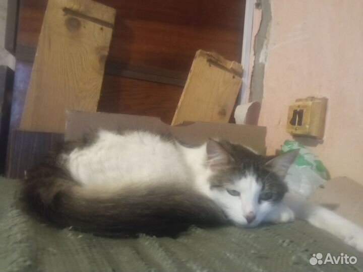 Кошечка в добрые руки