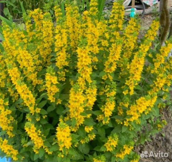Вербейник, василёк садовый,сентябрины, энотера