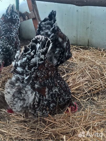 Ливенские ситцевые и Пушкинские