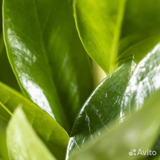 Комнатные цветы для дома, долларовое дерево