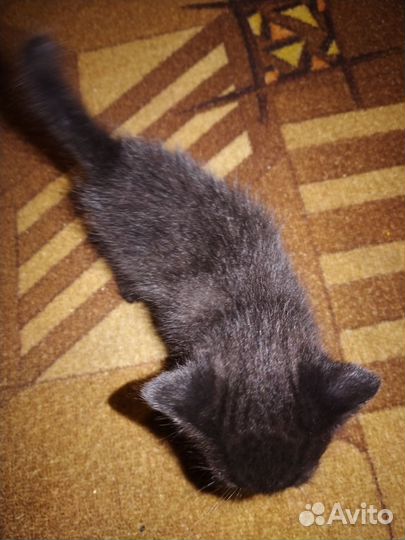 Котята мальчики