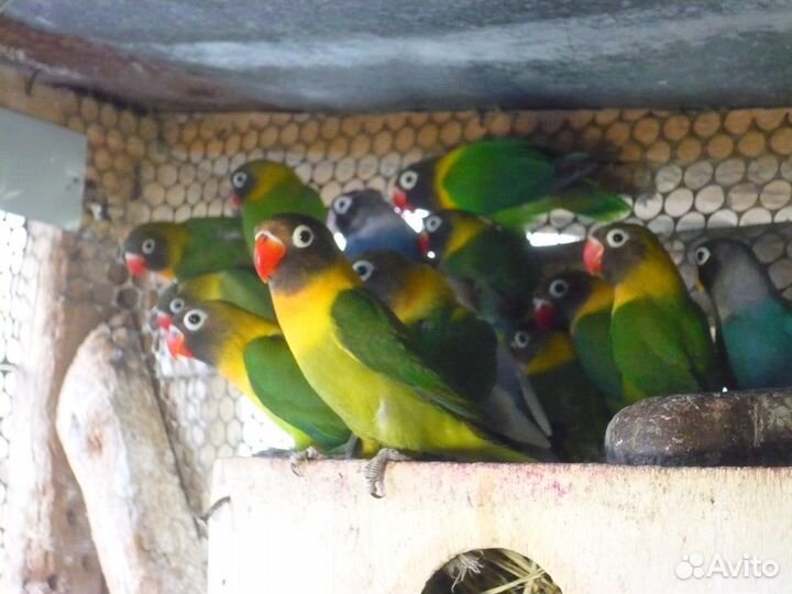 Продаются попугаи